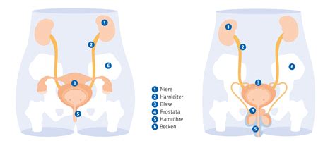 Schema der TVT-Einlage unter der Harnröhre, die eine Hängemattenfunktion erfüllt.