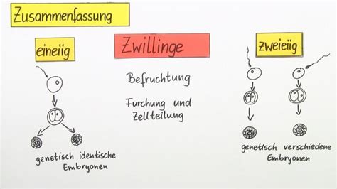 Schema der Entstehung von eineiigen und zweieiigen Zwillingen