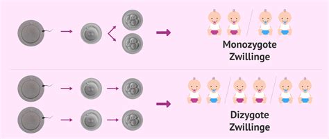 Grafik zur Darstellung der genetischen Übereinstimmung zwischen eineiigen und zweieiigen Zwillingen