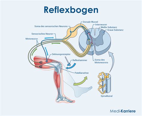 Schema der frühen Reflexe bei Säuglingen