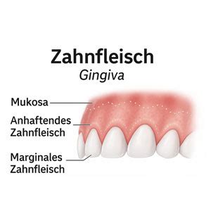 Illustration eines Babyzahns, der durch das Zahnfleisch bricht.