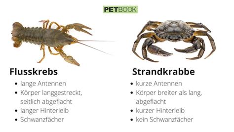 Grafik, die den Unterschied zwischen AIS und invasivem Krebs darstellt