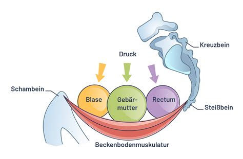 Illustration, die den Beckenboden und seine Muskelschichten zeigt