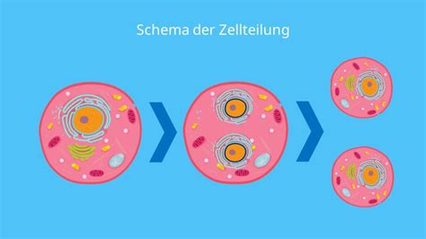 Schema der Zellteilung und des mütterlichen Gewebewachstums mit Hervorhebung der Rolle von Folsäure