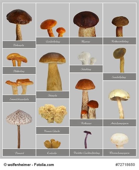 Illustration von verschiedenen essbaren Pilzsorten