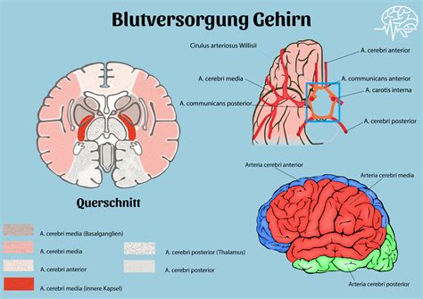 Schema der Blutversorgung bei Zwillingen und mögliche Komplikationen