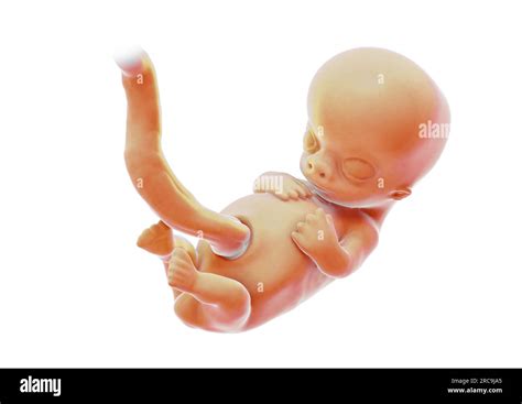 Illustration eines Fetus papyracaeus