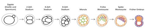 Schema der Entwicklung einer menschlichen Eizelle und eines frühen Embryos