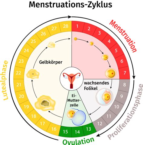 schema des weiblichen Menstruationszyklus mit Hervorhebung der fruchtbaren Tage und hormoneller Veränderungen
