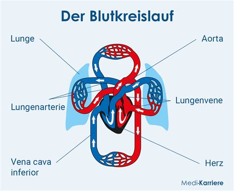 Flussdiagramm des Blutkreislaufs durch Herz, Lunge und Körper