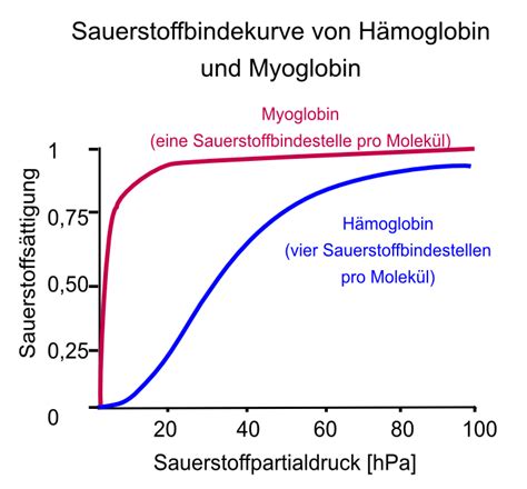 Vergleich der Sauerstoffbindungskurven von fetalem und adultem Hämoglobin