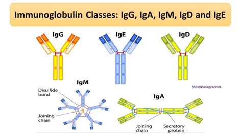 Grafik zur Entwicklung der Immunglobuline (IgG, IgA, IgM) im Kindesalter