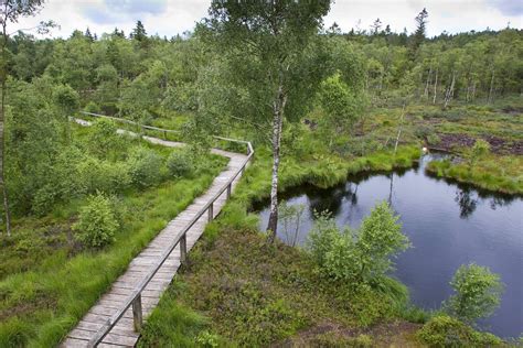 Holzbohlenweg führt durch das Moor, im Hintergrund ein Aussichtsturm