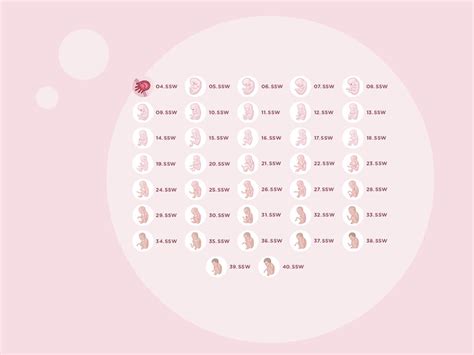 Größenvergleich des Embryos in den ersten Schwangerschaftswochen