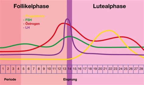 Infografik zur Wirkung von Myo-Inositol auf den Hormonhaushalt und den Eisprung