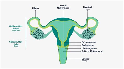 Schema der weiblichen Anatomie mit Hervorhebung von Gebärmutter, Muttermund und Beckenbereich