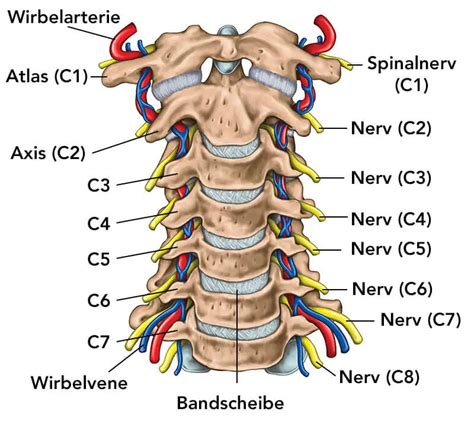 Schema der oberen Halswirbelsäule und des Kopfgelenks