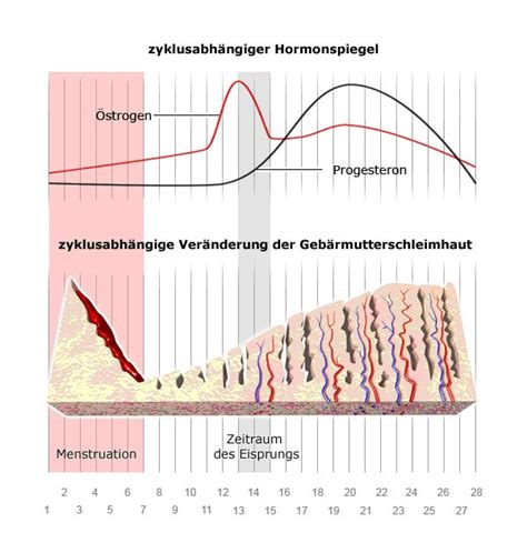Grafik, die die typischen PMS-Symptome und ihre zeitliche Korrelation mit dem Menstruationszyklus zeigt.