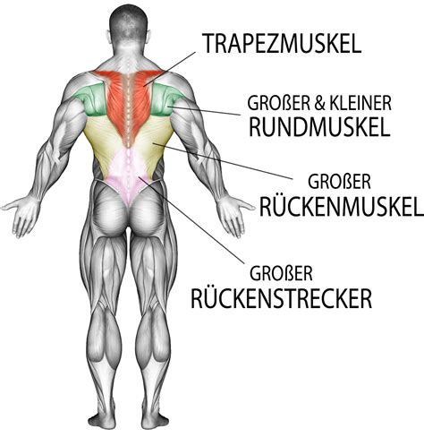 Schema, das die anatomischen Verbindungen zwischen Beckenorganen und unterem Rücken erklärt, die zu Rückenschmerzen während der Periode führen können.