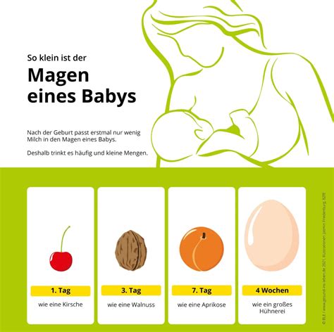 Schema: Milchbildung und Fettverteilung in der Brust während des Stillens