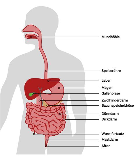 Schema der Verdauung eines Säuglings mit Fokus auf Reflux