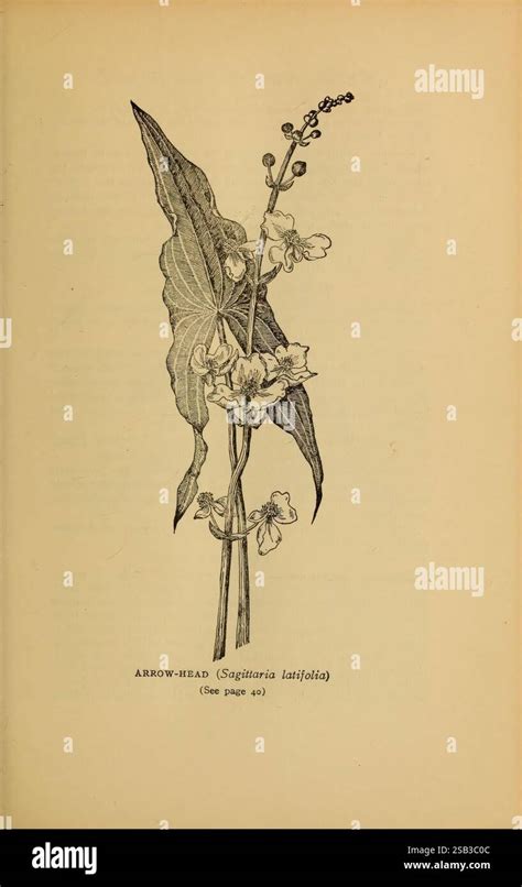 Illustration der Mönchspfeffer-Pflanze mit ihren Blüten und Blättern