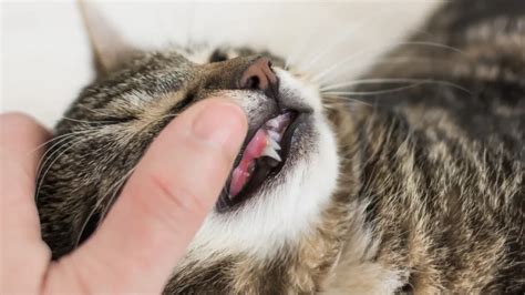 Nahaufnahme des Mauls einer Katze, die doppelte Eckzähne zeigt