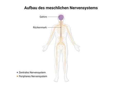 Schema der Entwicklung des zentralen Nervensystems aus dem Ektoderm