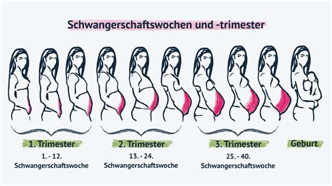 Schema, das die Entwicklung des Yoga-Programms für Schwangere über die drei Trimester hinweg darstellt, mit Fokus auf angepasste Posen und Techniken.