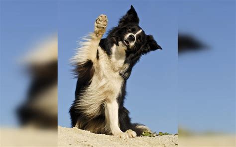 Ein Hund hält freudig seine Pfote in die Kamera, umgeben von verschiedenen Materialien für Pfotenabdrücke.