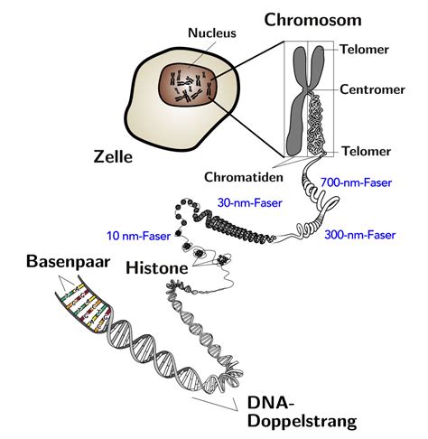 Schema der DNA-Verpackung in Chromosomen, von der Doppelhelix über Nukleosomen und Chromatin bis zum kondensierten Chromosom.