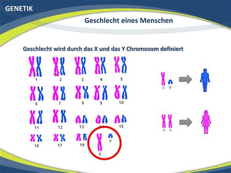 Darstellung der Geschlechtschromosomen XX (weiblich) und XY (männlich).