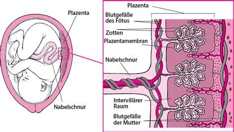 Schema der Plazenta und des Fötus mit möglicher Übertragung von Krankheitserregern von der Mutter auf das Kind