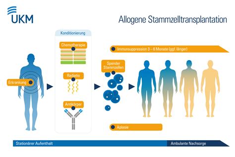 Infografik: Verschiedene Therapieansätze bei Immundefekten (Immunglobuline, Stammzelltransplantation, Gentherapie)