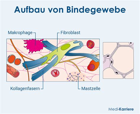 Schema des weiblichen Brustgewebes mit Drüsen-, Fett- und Bindegewebe