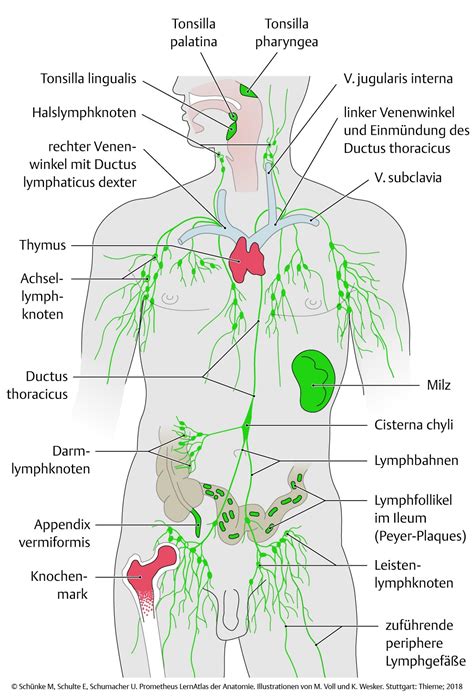 Illustration der Lage von Lymphknoten im menschlichen Körper (Hals, Achselhöhle, Leiste)