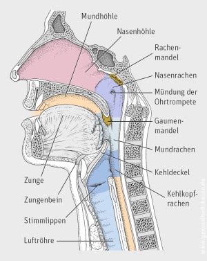 Schema des menschlichen Rachens mit den Mandeln