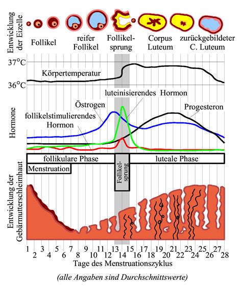 Diagramm, das den Hormonspiegel während des Menstruationszyklus zeigt
