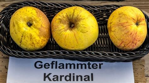 Charakteristik der Frucht des Geflammten Kardinals: unregelmäßige Form, geflammte Schale, ungleichmäßige Hälften