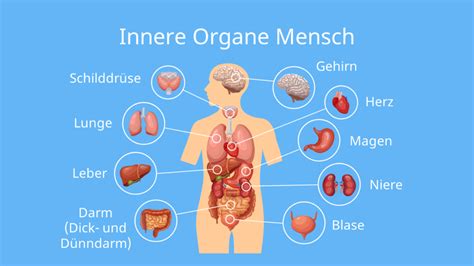 Schema des wachsenden Bauches und der inneren Organe in der 31. SSW