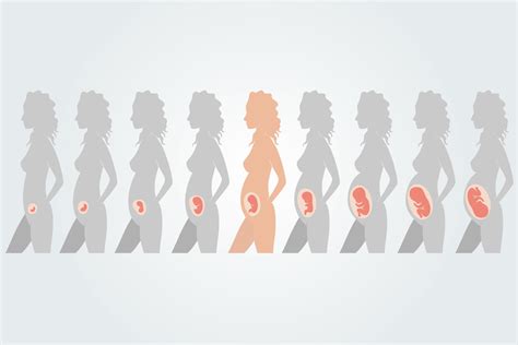 Illustration eines Babys in der Gebärmutter in der 31. SSW mit Fokus auf die sich entwickelnden Lungen