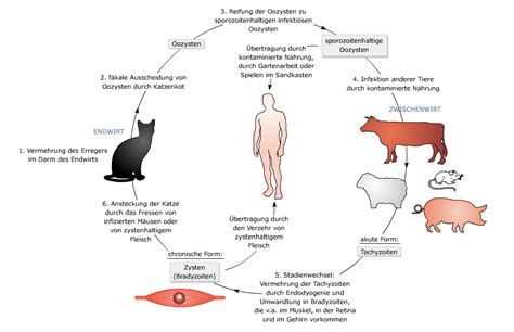 Schema des Lebenszyklus des Toxoplasma-gondii-Parasiten