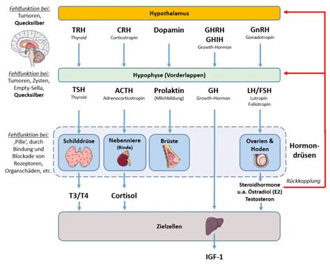Schema der Schilddrüse und ihrer Funktion im Hormonsystem