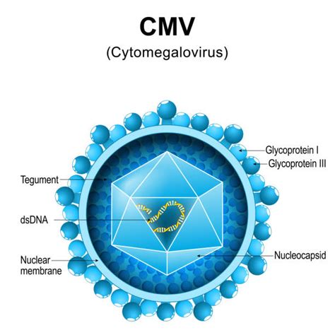 Grafische Darstellung des Zytomegalievirus (CMV) und seiner Struktur.