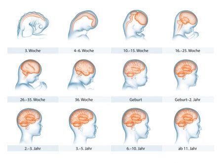 Grafik: Wachstum des Gehirns und Entwicklung von Fettgewebe im 6. Schwangerschaftsmonat