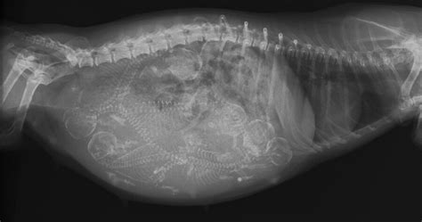 Röntgenbild eines trächtigen Hundes mit mehreren Welpen