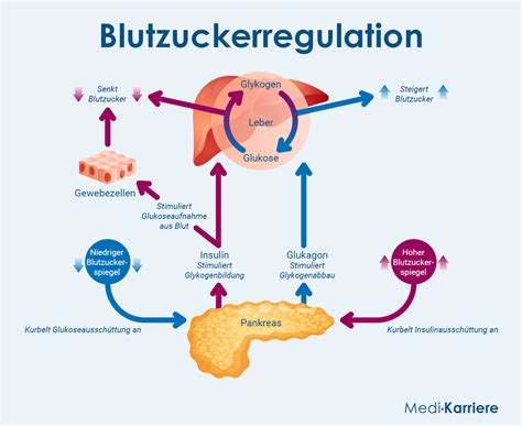 Schema zur Regulation von Wachstumshormonen und IGF-1
