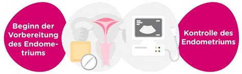 Schema der Vorbereitung des Endometriums auf die Implantation