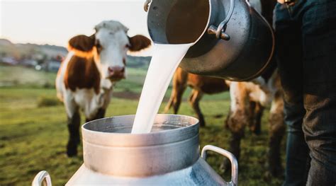 Schema zur Unterscheidung von Rohmilch- und pasteurisiertem Käse