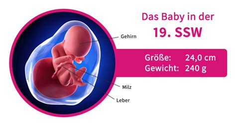 Illustration einer Mango mit einem kleinen Baby daneben, um die Größe in der 19. SSW zu verdeutlichen